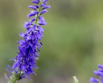 Plante_veronica-spicata-(1)