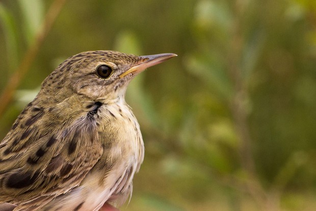 Ornithologie en Bassée