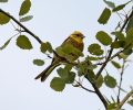 Le déclin de nos oiseaux