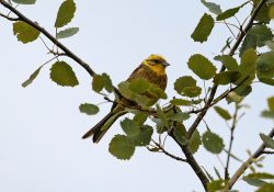 Le déclin de nos oiseaux