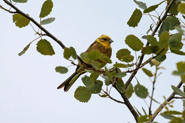 Le déclin de nos oiseaux