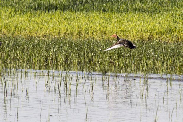 SUSPENDUE – observations des oiseaux de la Bassée