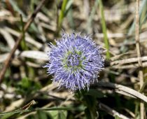 Plante_Globularia vulgaris