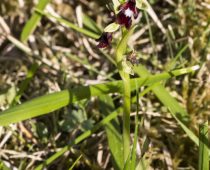 Plante_Ophrys insectfera