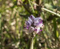 Plante_Orchis simia