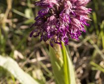 Plante_Orchis simia x O purpurea