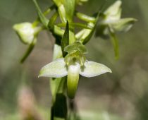 Plante_Plathantera chlorantha