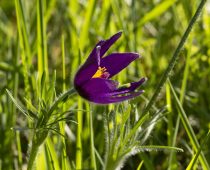 Plante_Pulsatilla vulgaris (2)