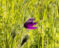 Plante_Pulsatilla vulgaris