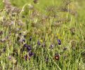 Lancement de l’atlas de la biodiversité communal d’Avon