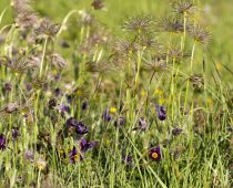 Plante_Pulsatilla vulgaris (3)