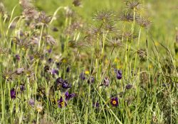 Lancement de l’atlas de la biodiversité communal d’Avon