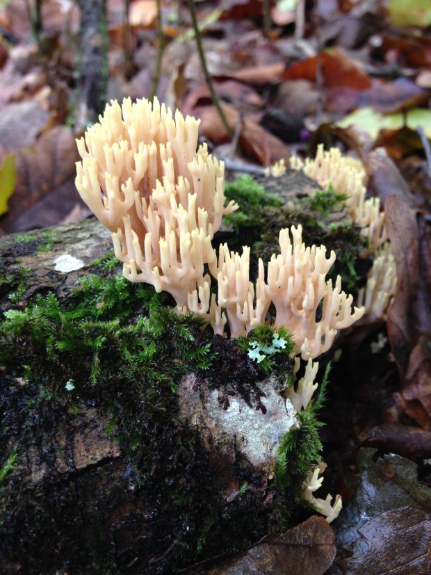 Étonnants champignons