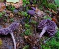 Étonnants champignons