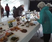 Exposition mycologique annuelle