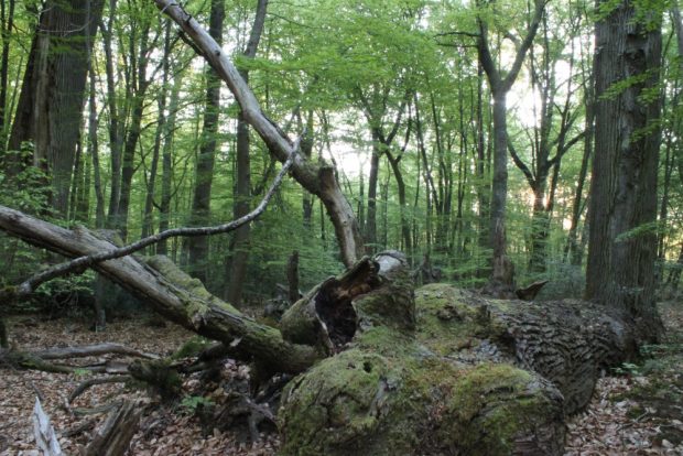 Concert de l’aube sur les Hauteurs de la Solle