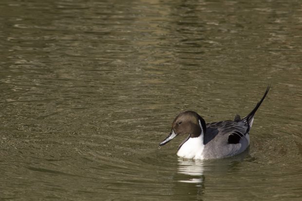 observations des oiseaux de la Bassée