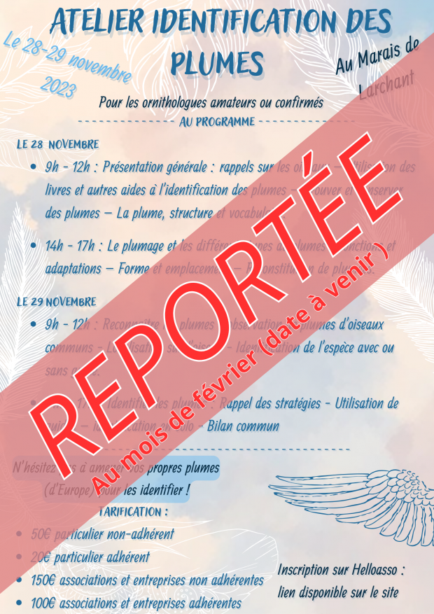 Atelier d’identification des plumes